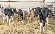  ?? ?? Two Jersey calves with some of the Holstein Friesians