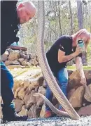  ??  ?? Tony and Brooke capture an eastern brown snake.