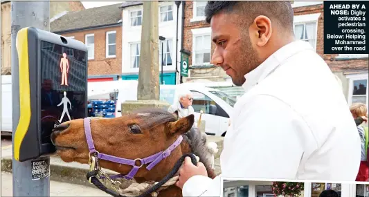  ??  ?? AHEAD BY A NOSE: Digby activates a pedestrian crossing. Below: Helping Mohammed over the road