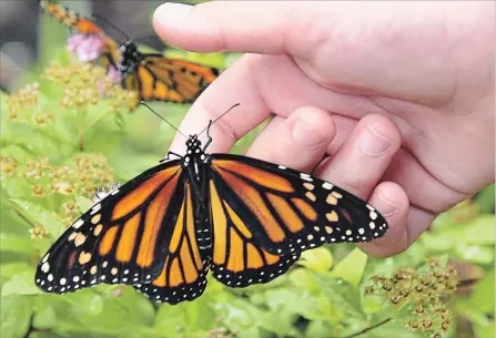  ?? STEVE SOMERVILLE/METROLAND ?? A monarch butterfly is placed on a garden plant after being released into the wild earlier in August.