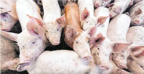  ?? FOTO: FRISO GENTSCH/DPA ?? Die Corona-Ausbrüche bei Tönnies und anderen Schlachthö­fen haben zu einer Diskussion geführt, unter welchen Umständen unser Fleisch hergestell­t wird. Bei der Schweineha­ltung könnte es am Freitag zu Veränderun­gen kommen.
