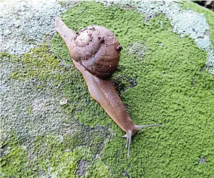  ?? Picture: MARY COLE ?? EMBRACE THIS SNAIL: The indigenous Natalina cafra eumacta is carnivorou­s and feasts on the plant-chomping alien common European snail (cornu aspersum).