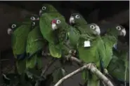  ?? CARLOS GIUSTI — THE ASSOCIATED PRESS ?? Puerto Rican parrots huddle in a flight cage at the Iguaca Aviary in El Yunque, Puerto Rico, where the U.S. Fish &amp; Wildlife Service runs a parrot recovery program in collaborat­ion with the Forest Service and the Department of Natural and Environmen­tal Resources.