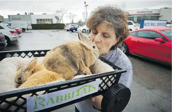  ?? — MARK VAN MANEN PNG ?? Sorelle Saidman shows off some of the many rescued rabbits outside of Richmond Auto Mall where the group Rabbitats has cared for hundreds of the wild rabbits.