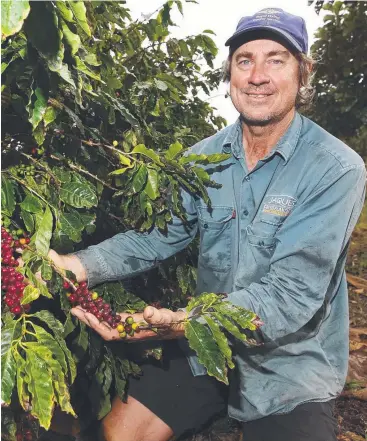  ?? Picture: BRENDAN RADKE ?? BEAN SCENE: Jaques coffee farm manager Bill Hallows checks on the plants.