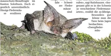  ?? KAPO SOLOTHURN ?? In der Schweiz gibt es 30 verschiede­ne Fledermaus­arten.