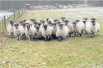  ?? Picture: Kim Cessford. ?? With lambing season approachin­g, rural groups are reminding dog owners to control their pets.