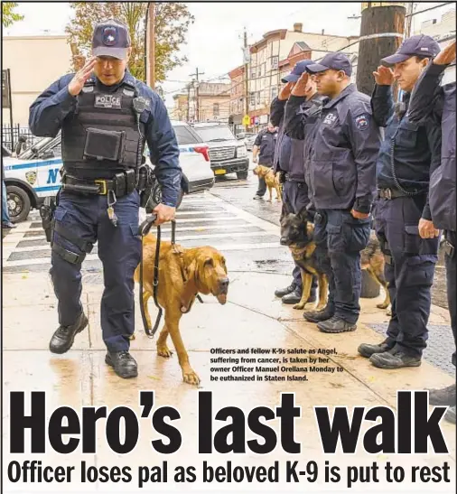  ??  ?? Officers and fellow K-9s salute as Angel, suffering from cancer, is taken by her owner Officer Manuel Orellana Monday to be euthanized in Staten Island.