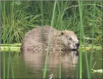  ?? Picture Steve Gardner ?? Andult beaver at Knapdale.