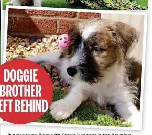  ??  ?? Puppy power: Dilynwith Dilyn with Carrie Symonds in the Downing Street garden and his brother Jed, who’s also been rehomed