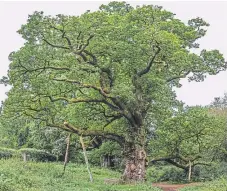  ?? Picture: Steve MacDougall. ?? The Birnam Oak, celebrated as part of the Birnam Wood in Shakespear­e’s iconic play, Macbeth.