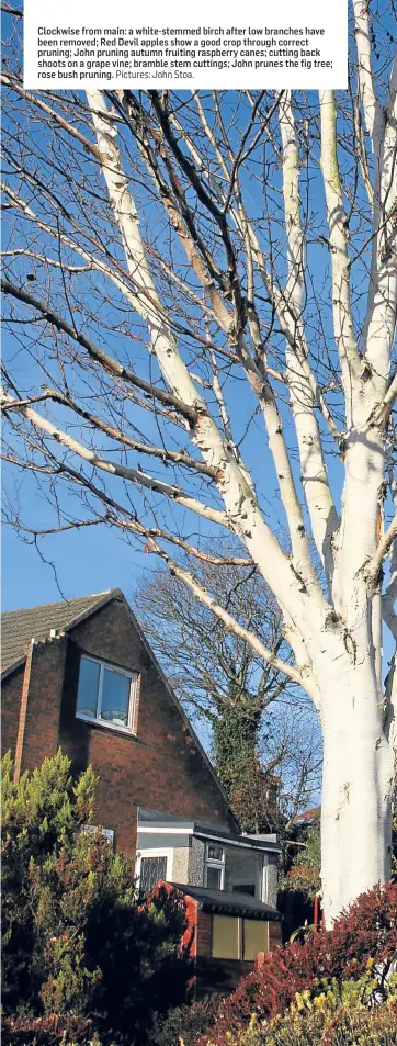  ?? Pictures: John Stoa. ?? Clockwise from main: a white-stemmed birch after low branches have been removed; Red Devil apples show a good crop through correct pruning; John pruning autumn fruiting raspberry canes; cutting back shoots on a grape vine; bramble stem cuttings; John...