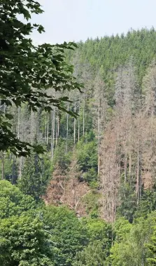  ?? FRANZISKA GRÄFENHAN ?? Große Waldschäde­n wie hier am steinigen Berg zwischen Ohrdruf und Luisenthal gibt es überall.