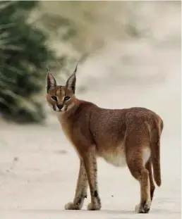  ??  ?? BELOW: A caracal.