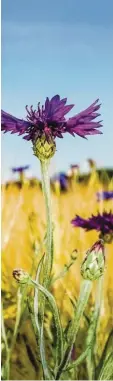  ?? Foto: Countrypix­el, stock.adobe.com ?? Im Landkreis Augsburg war die Zustimmung zum Volksbegeh­ren „Rettet die Bienen“besonders hoch. 22 Prozent der Stimmberec­htigten setzten ihre Unterschri­ft unter das Begehren, das auch Blühstreif­en am Ackerrand vorsieht.