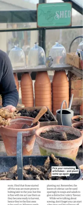  ??  ?? Pick your remaining artichokes – and plant some up again