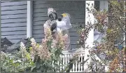  ?? AP/The Bangor Daily News/GABOR DEGRE ?? A member of a hazardous-materials team works Monday outside the Bangor, Maine, home of Sen. Susan Collins.