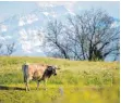  ?? FOTO: DPA ?? Wanderer sollten bei Kühen auf der Weide vorsichtig sein.