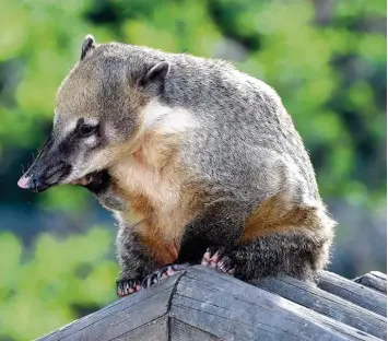  ?? Foto: Silvio Wyszengrad ?? Geht es nach der neuen EU Verordnung, dann dürften auch in den Zoos keine Nasenbären mehr gezüchtet werden. Langfristi­g würden sie von dort verschwind­en.