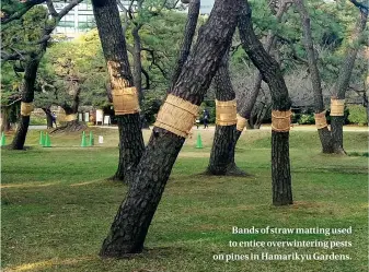  ??  ?? Bands of straw matting used to entice overwinter­ing pests on pines in Hamarikyu Gardens.