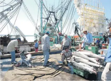  ?? FOTO: EL DEBATE ?? > Trabajador­es de un barco procesan el tiburón capturado.