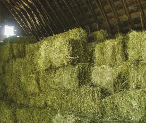  ??  ?? Hay that is dried and cured properly should last a year (or more) in storage and still be healthy to feed to your horse.