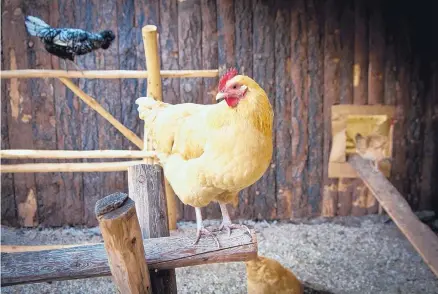  ?? MARLA BROSE/JOURNAL ?? El Pinto’s 200 pasture-raised hens produce about 100 eggs a day. The chickens’ turf includes protected outdoor space and a heated/ cooled building with 64 special hay-filled cubbies for laying eggs.