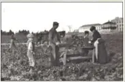  ?? WATERLOO HISTORICAL SOCIETY ?? Sugar beets were planted around the factory to supplement those grown on area farms. This family was one of many in 1903 who picked up work at harvest time pulling each beet by hand then lopping off the roots and leaves.