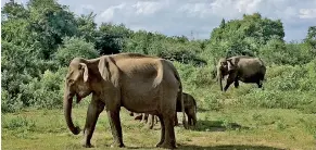  ??  ?? Dire consequenc­e of invasive spread: Emaciated elephants in Uda Walawe. Pic by Manadilani Daluwatte