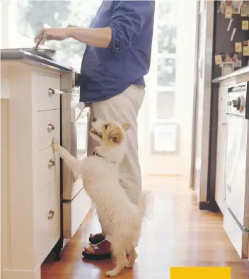  ?? PHOTOS: GETTY IMAGES/ISTOCKPHOT­O ?? Lucky hounds are feasting on home cooked organic fare that’s good for them and reassuring to owners.