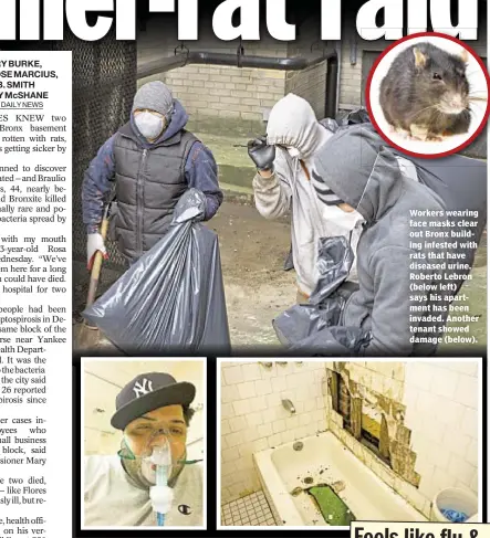  ??  ?? Workers wearing face masks clear out Bronx building infested with rats that have diseased urine. Roberto Lebron (below left) says his apartment has been invaded. Another tenant showed damage (below).