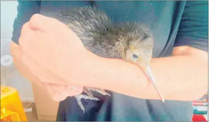  ?? PHOTOS / DOC ?? Clifford the kiwi was found near dead at Clifton Beach in February.