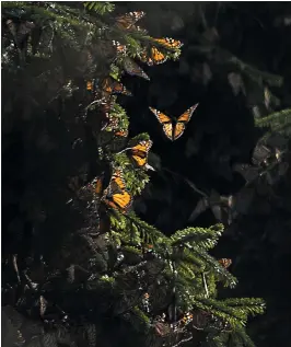  ?? OMAR TORRES — GETTY IMAGES ?? View of the first clusters of families of monarch butterflie­s at the oyamel fir forest in Temascalte­pec, Mexico, in 2015.