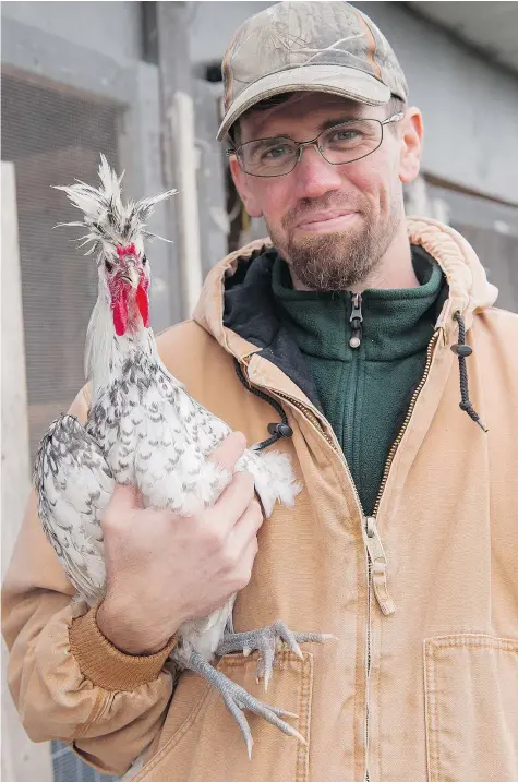  ?? RICHARD LAM/PNG FILES ?? Matthew Nelson of Grade Eh Farms shows off a Swiss Spitzhaube­n chicken.