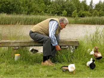  ??  ?? Roy feeds his ducks, which include hybrids. He now has 28 ducks in total on his land. ›