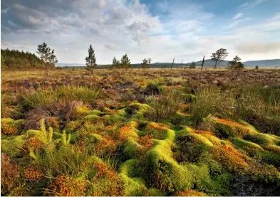  ??  ?? Mosses form ripples of vibrant colour on moorland at the edge of Rothiemurc­hus Forest.