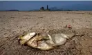  ?? Photograph: Alex Plavevski/EPA ?? A dead fish lies on the dried Poyang Lake in Jiangxi Province, China, after severe drought, August 2022.