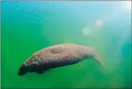  ?? LYNNE SLADKY, FILE/AP PHOTO ?? A manatee floats in the warm water of a Florida Power & Light discharge canal in Fort Lauderdale, Fla.