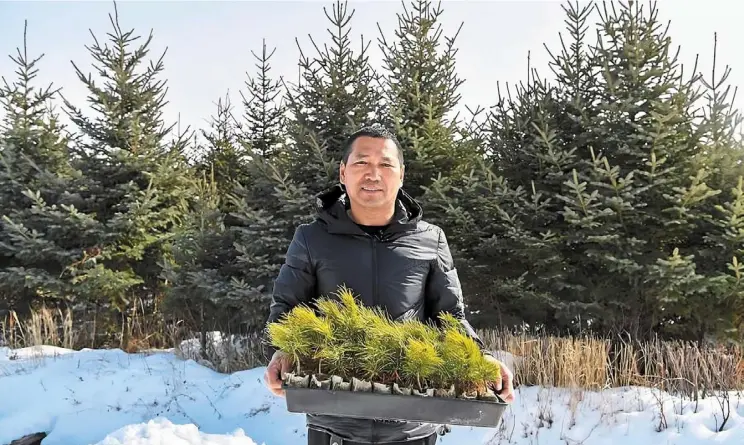  ?? — Xinhua ?? Guardian of the forest: a staff member of Greater Khingan Forest industry Group showing cultivated red pine seedlings at a nursery garden in tuqiang town of Mohe, Heilongjia­ng province.