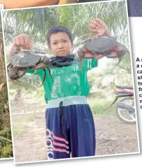  ?? ?? A son of a crab catcher shows two large freshlycau­ght mud crabs.