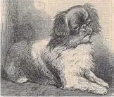  ??  ?? Stolen from China’s Royal Courts: Queen Victoria’s Pekingese Looty