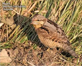  ??  ?? Wryneck,
Spurn Point, East Yorkshire, 1 September