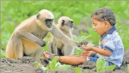  ?? AFP ?? Samarth Bangari, 2, feeds langurs near his home in Allapur, Karnataka. Bangari, still too young to talk, has become a subject of local intrigue after befriendin­g a gang of langurs.