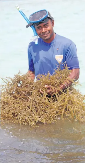  ?? Photos: Ministry of Fisheries ?? Seaweed farming proving to be a success.