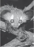  ?? DAVID HARING ?? The aye- aye