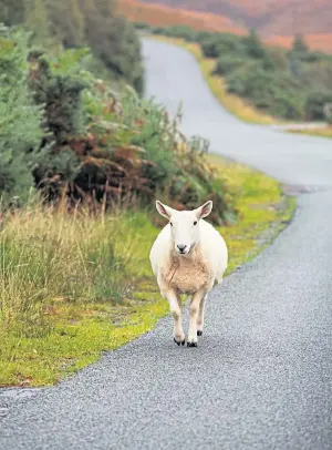  ??  ?? RURAL ECONOMY: Principles of ‘Small is Beautiful’ appear very relevant to crofting