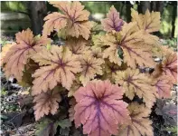  ?? (Jessica Damiano via AP) ?? A "Copper King" Heuchera plant.