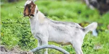  ?? SAFE: One of the stolen goats back home yesterday. ??