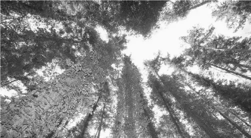  ?? POSTMEDIA NEWS FILE ?? That leafy canopy overhead is living proof of Mother Nature’s pulchritud­e, at least for a tree-planter nurturing his lexicon.