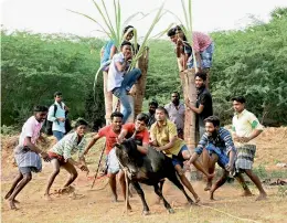  ?? — PTI ?? People participat­e in Jallikattu despite the court’s ban on such sporting events, at Karisalkul­am village in Madurai on Friday.